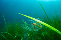 Clinging jellyfish (Gonionemus vertens) sticking to Eelgrass (Zostera marina), Prince William Sound, Alaska, USA, Pacific Ocean.