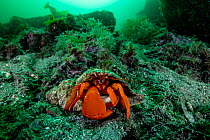 Pacific red hermit crab (Elassochirus gilli) on sea floor, Prince William Sound, Alaska, USA, Pacific Ocean.