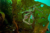 Longhorn decorator crab (Chorilia longipes) clinging to underside of kelp (Laminariales), Prince William Sound, Alaska, USA, Pacific Ocean.