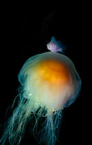 Lion's mane jellyfish (Cyanea capillata) with commensal juvenile Prowfish (Zaprora silenus) using it for protection and providing sole source of food in its juvenile stage, Prince William Sound,...