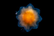 Lion's mane jellyfish (Cyanea capillata) with commensal juvenile Prowfish (Zaprora silenus) using it for protection. The jelly also provides the sole source of food for the prowfish in its juveni...