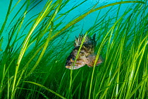 Copper rockfish (Sebastes caurinus) hiding in Eelgrass (Zostera marina) meadow, Prince William Sound, Alaska, USA, Pacific Ocean.