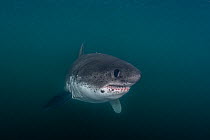 Salmon shark (Lamna ditropis) swimming, Prince William Sound, Alaska, USA, Pacific Ocean.