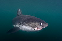 Salmon shark (Lamna ditropis) swimming, Prince William Sound, Alaska, USA, Pacific Ocean.