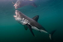 Salmon shark (Lamna ditropis), mouth open, nearing sea surface, Prince William Sound, Alaska, USA, Pacific Ocean.