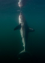 Salmon shark (Lamna ditropis) vertical near sea surface, Prince William Sound, Alaska, USA, Pacific Ocean.
