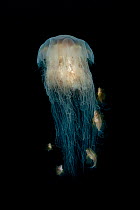 Lion's mane jellyfish (Cyanea capillata) with commensal Crested sculpins (Blepsias bilobus), Prince William Sound, Alaska, USA, Pacific Ocean.