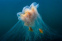 Lion's mane jellyfish (Cyanea capillata) with commensal Crested sculpins (Blepsias bilobus) sheltering amongst stinging tentacles, Prince William Sound, Alaska, USA, Pacific Ocean.