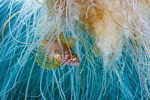 Lion's mane jellyfish (Cyanea capillata) with commensal Crested sculpin (Blepsias bilobus) fish sheltering amongst the stinging tentacles, Prince William Sound, Alaska, USA. June