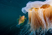 Lion's mane jellyfish (Cyanea capillata) with commensal Crested sculpin (Blepsias bilobus), Prince William Sound, Alaska, USA, Pacific Ocean.