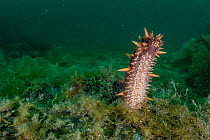 California sea cucumber (Parastichopus californicus) standing upright in spawning position, Prince William Sound, Alaska, USA, Pacific Ocean.