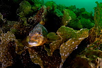 Kelp greenling (Hexagrammos decagrammus), female, resting on bed of kelp (Laminariales), Prince William Sound, Alaska, USA, Pacific Ocean.