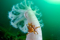 Graceful kelp crab (Pugettia gracilis) holding on to Giant plumose anemone (Metridium farcimen), Prince William Sound, Alaska, USA, Pacific Ocean.