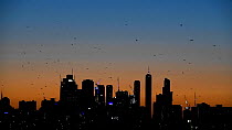 Large Grey-headed flying fox (Pteropus poliocephalus) aggregation flying over Melbourne city skyline at dusk, Kew, Victoria, Austrailia, March.