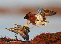 Two Ruffs (Philomachus pugnax) male, competing at a lek, Vardo, Norway. May.