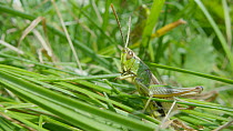 Meadow grasshopper (Chorthippus parallelus) eating grass, Bristol UK, July.