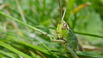 Meadow grasshopper (Chorthippus parallelus) close up of eating grass and leaves frame, Bristol, UK, July.