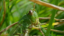 Meadow grasshopper (Chorthippus parallelus) close up of head and eating whole blade of grass before walking out of focus, Bristol, UK, July.