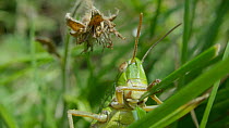 Meadow grasshopper (Chorthippus parallelus) close up of eating grass, Bristol, UK, July.