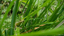 Meadow grasshopper (Chorthippus parallelus) eating grass, Bristol, UK, July.