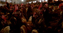 Free range hens (Gallus gallus domesticus) looking around, poultry confined to a barn indoors during Avian Influenza outbreak, North Somerset, UK, Britain, Autumn, 2022.