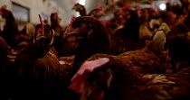 Free range hens (Gallus gallus domesticus) close up looking around; poultry confined indoors  to a barn during Avian Influenza outbreak, North Somerset, UK, Britain, Autumn, 2022.
