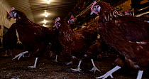 Panning shot of free range hens (Gallus gallus domesticus) confined indoors to barn during Avian Influenza outbreak, North Somerset, UK, Britain, Autumn, 2022.