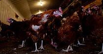 Panning shot of free range hens (Gallus gallus domesticus) confined indoors during Avian Influenza outbreak, North Somerset, UK, Britain, Autumn, 2022.