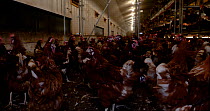 Moving forward through free range hens (Gallus gallus domesticus) with dolly shot, poultry  confined indoors in a barn during Avian Influenza outbreak, North Somerset, UK, Britain, Autumn, 2022.