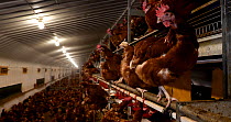 Free range hens( Gallus gallus domesticus) looking around, poultry confined indoors  during Avian Influenza outbreak, North Somerset, UK, Britain, Autumn, 2022.
