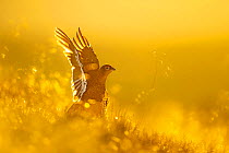 Red grouse (Lagopus lagopus) stretching wings at sunrise, Peak District National Park, UK. August.