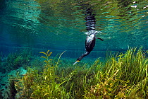 Double-crested cormorant (Phalacrocorax auritus)  diving underwater, hunting, Rainbow River, Florida, USA. January.