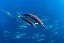 Spinner dolphin (Stenella longirostris) superpod, Eastern Pacific Ocean.