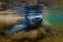Leatherback turtle (Dermochelys coriacea) female, in shallow river, trying to find her way back to the sea after laying eggs on a sandbar, Grande Riviere, Trinidad Island, Trinidad & Tobago, Caribbean...