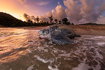 Leatherback turtle (Dermochelys coriacea) female, returning to sea at dawn after nesting on beach,  Grande Riviere, Trinidad Island, Trinidad & Tobago, Caribbean Sea.