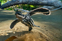 Leatherback turtle (Dermochelys coriacea) hatchling, swimming vigorously across a rainwater pool toward the sea just after leaving nest, Grande Riviere, Trinidad Island, Trinidad & Tobago, Caribbean.
