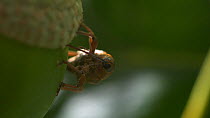 Acorn weevil (Curculio glandium) drilling into acorn and laying an egg, Bristol, UK. Controlled Conditions. Sequence 1/2.