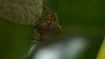 Acorn weevil (Curculio glandium) drilling into acorn and laying an egg, Bristol, UK. Controlled Conditions. Sequence 2/2.