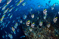 Schooling Bannerfish (Heniochus diphreutes) and Yellowback fusiliers (Caesio xanthonota) diving down close to the coral reef as predators approach, North Ari Atoll, Maldives. Indian Ocean.