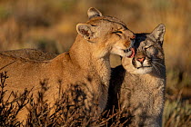 Puma (Puma concolor) female, grooming her cub, Torres del Paine National Park, Magallanes, Chile.