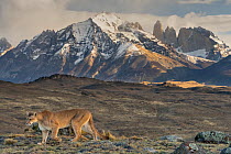Puma (Puma concolor) walking with the Torres del Paine mountains in background, Torres del Paine National Park, Magallanes, Chile.