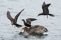 Three Brown noddies / Common noddies (Anous stolidus) trying to steal a fish from a Brown pelican (Pelecanus occidentalis), Santiago Island, Galapagos Islands, Pacific Ocean.