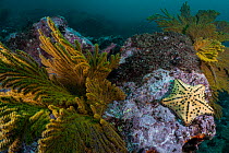 Horned sea star / Chocolate chip sea star (Protoreaster nodosus) on the rocky seabed, Isabela Island, Galapagos Islands, Pacific Ocean.
