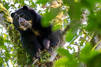 Andean bear / Spectacled bear (Tremarctos ornatus) looking down from a branch in the cloudforest, Maquipucuna, Pichincha, Ecuador.