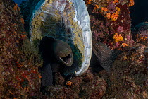 Two Speckled moray eels (Gymnothorax dovii) feeding on a Sea turtle carcass on the seabed, Wolf Island, Galapagos Islands, Pacific Ocean.