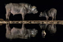 Frog (Anura) in waterhole at night with two Cape buffalo (Syncerus caffer) in background, Zimanga Game Reserve, KwaZulu-Natal, South Africa.