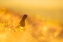 Red grouse (Lagopus lagopus) calling at sunrise, Peak District National Park, UK. August.