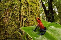 Strawberry poison-dart frog (Oophaga pumilio) 'blue jeans' colour morph, resting on a leaf, Centro Manu, Costa Rica.