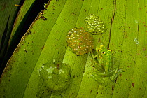 La Palma glass frogs (Hyalinobatrachium valerioi) mating pair, on a leaf with egg-clutches from previous matings nearby. The males stay and defend the eggs, even mimicking them in colouration to act a...