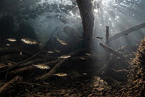 Sticklebacks (Gasterosteidae) sheltering beneath a Beaver (Castor fiber) dam in river,  Devon, UK. March.